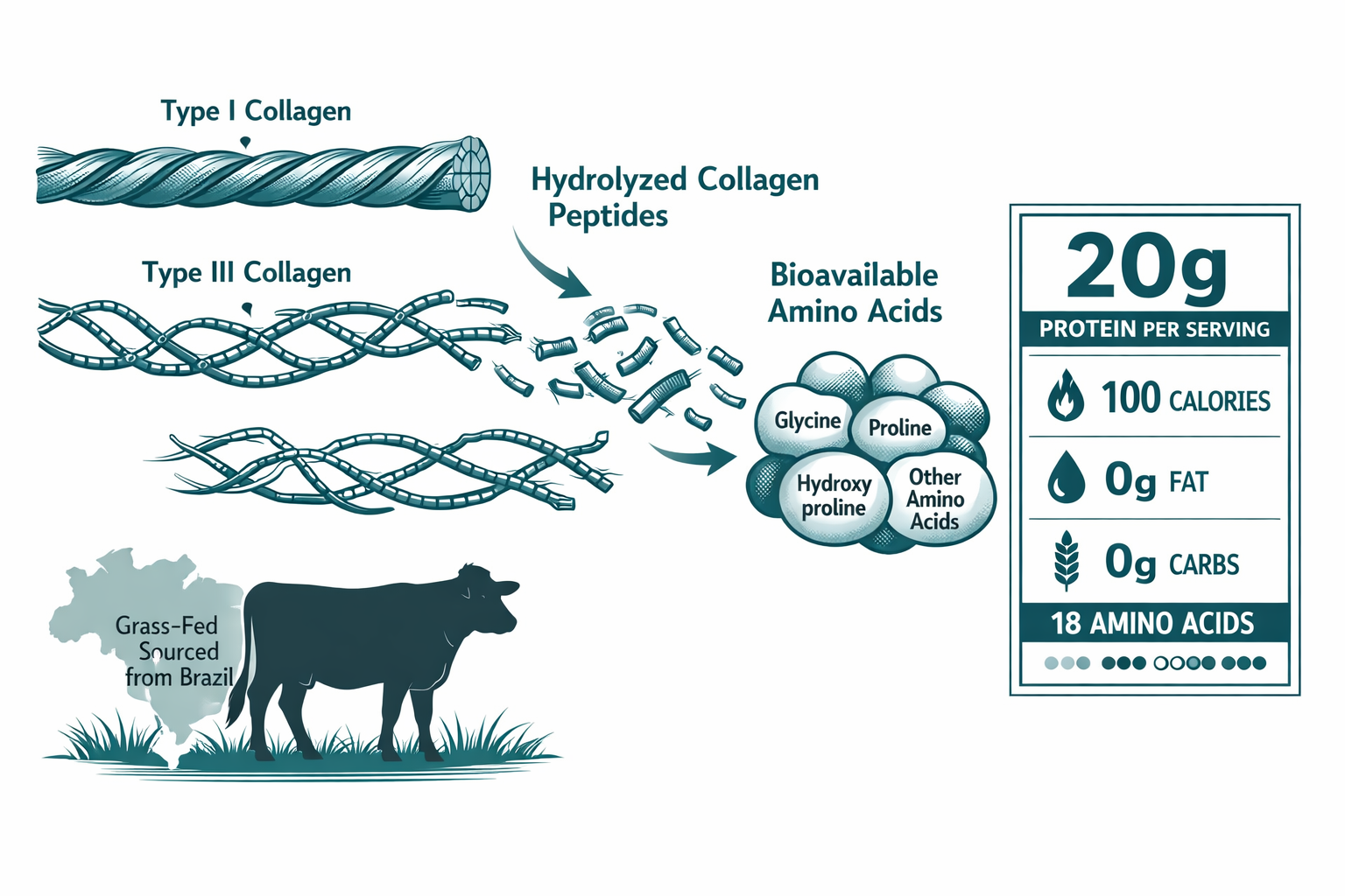 Detailed () editorial illustration showing a cross-section molecular diagram of hydrolyzed collagen peptide chains breaking